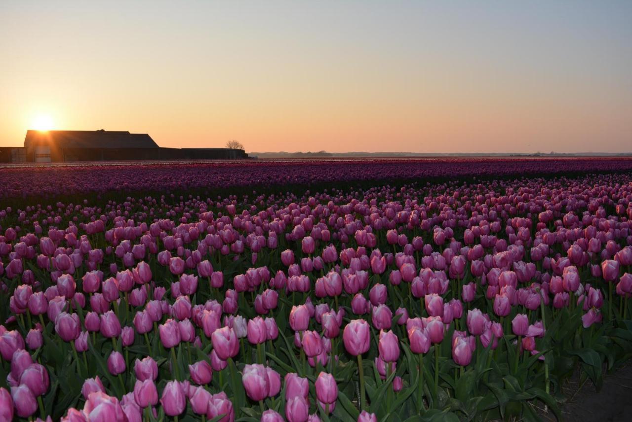 Camping De Tulpenweide Lege Kampeerplaats, Lege Plaats Op Het Gras Zonder Bed Breezand Екстериор снимка